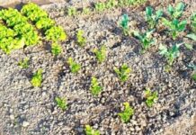 Јавни позив за подршку развоју пољопривреде за 2026. годину