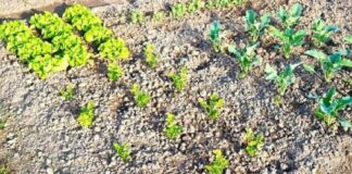 Јавни позив за подршку развоју пољопривреде за 2026. годину