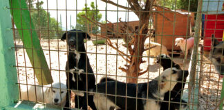 Море и залеђе: Азил Диздарица