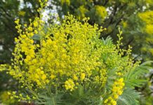 Мимоза процвјетала раније