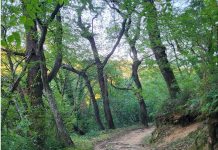 У плану формирање комисије за заштиту Савинске дубраве