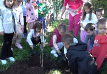 Садња маслина у новским вртићима као симбол мира и заједништва