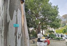 Izrađen registar stabala u užem gradskom jezgru Herceg Novog