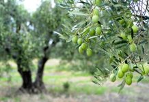 Позив маслинарима: Обавезна регистрација сваког стабла маслине