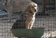 Неодговорност власника води псе у азил