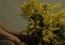 Традиција узгајања мимозе породице Томашевић дужа од педесет година