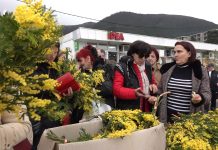 На Фешти од мимозе, рибе и вина у Баошићу било је највише доброг расположења