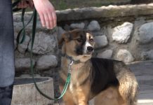 Нова акција „Чистоће“: „Љубимац није играчка, него члан породице“