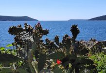 Пеољеће 2026: Сервисне информације