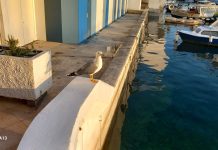 Добро јутро, Херцег Нови!