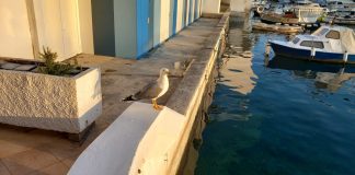 Dobro jutro, Herceg Novi!