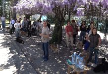 Лиса побједница треће изложбе паса мјешанаца