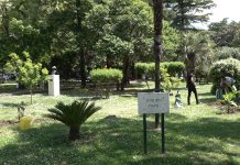 У оквиру акције „Боје и мириси новских ђардина” засађене нове саднице у Илијином парку